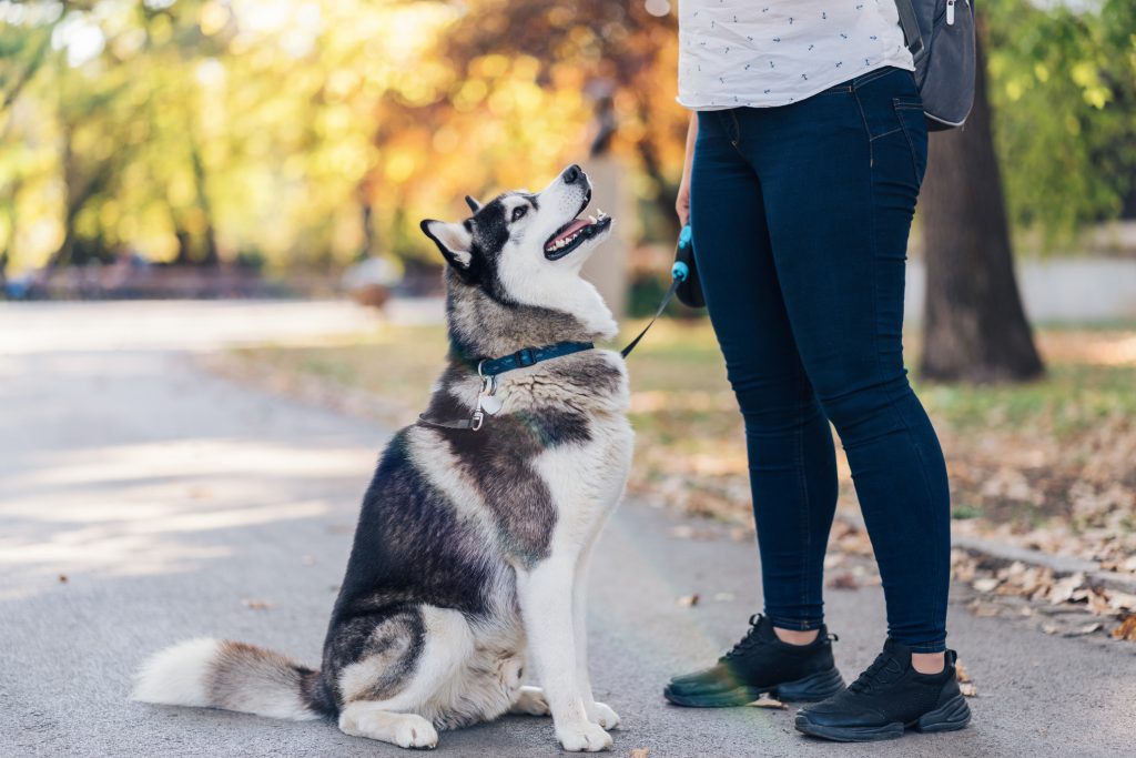 Boundary training hotsell your dog