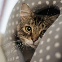 cat in bed at cattery
