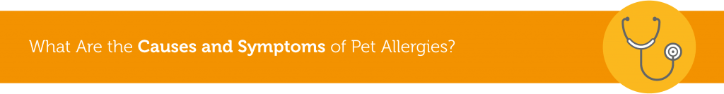 What Are the Causes and Symptoms of Pet Allergies?