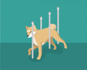 Dog agility training at home