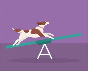 Agility Training for Dogs at Home