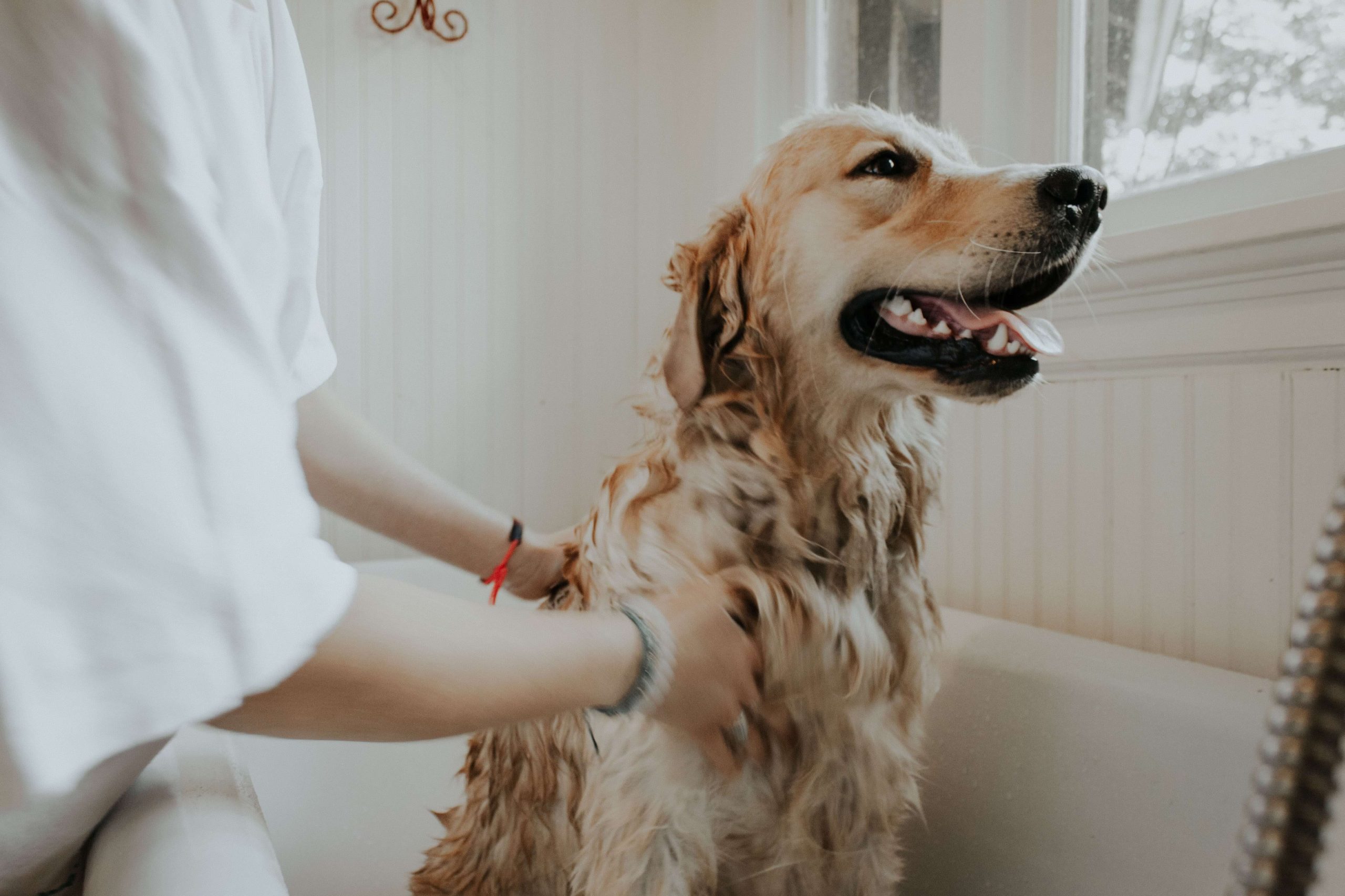 Dog in a bath