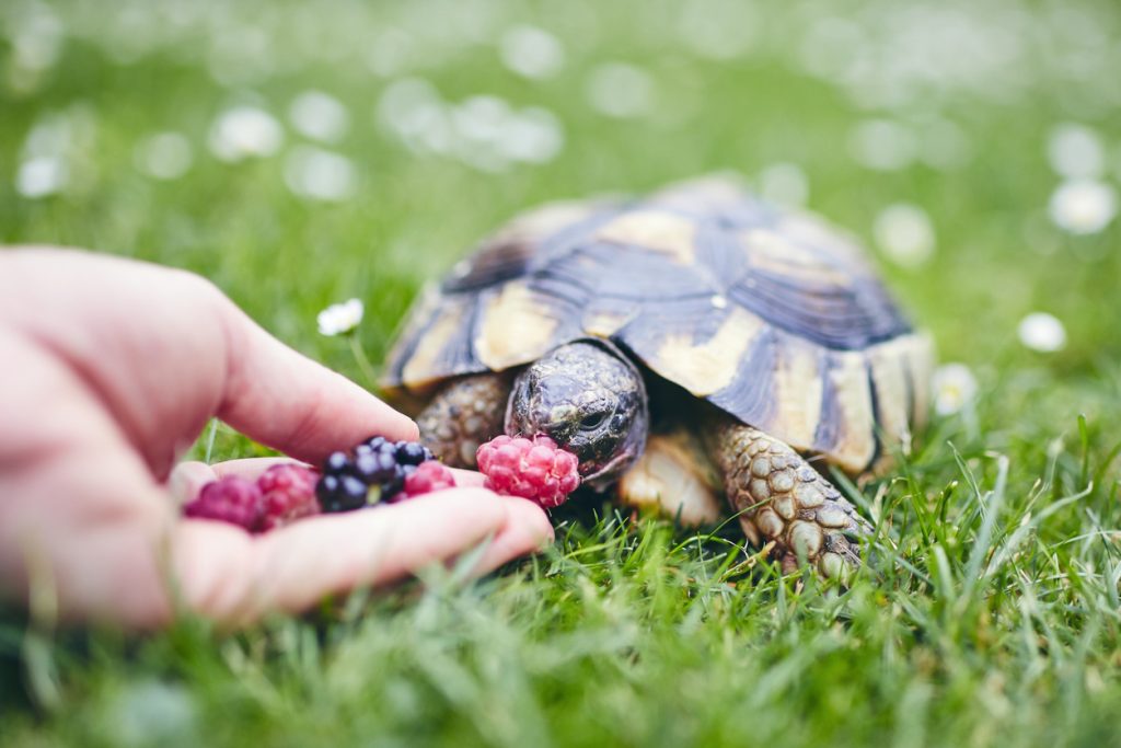 Raspberry and blackberry for home turtle