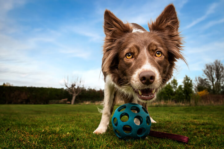 A dog playing with a toy