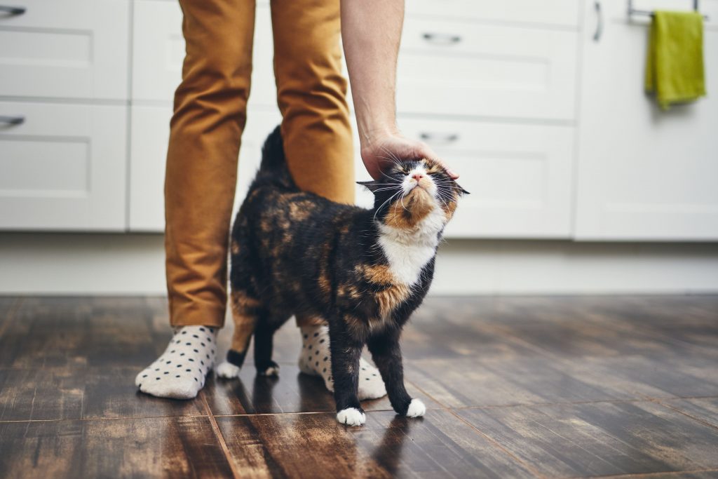 A cat being stroked