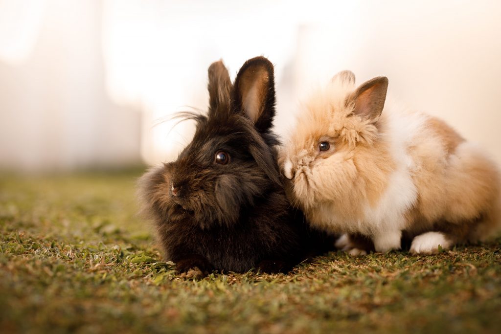 Rabbits sat next to each other