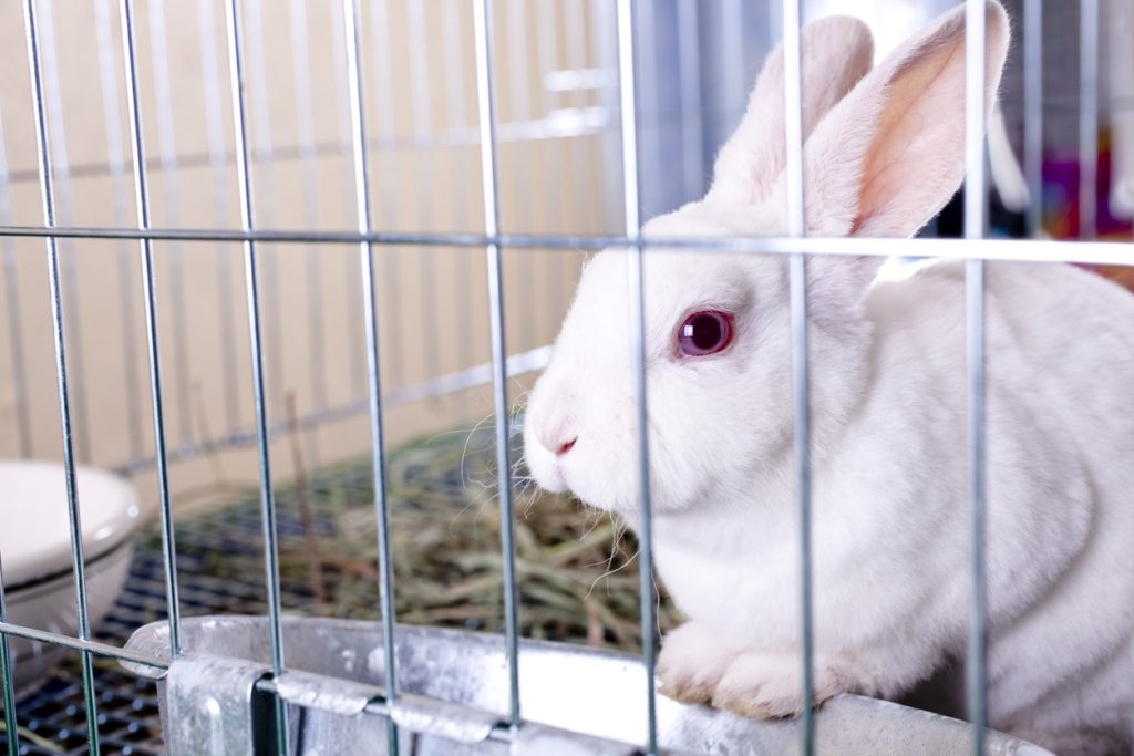 bunny in a cage. 