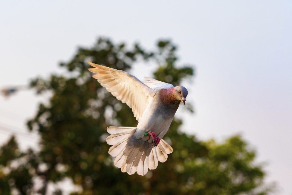 pigeon flying