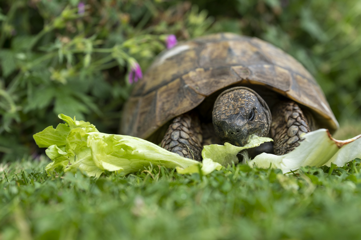 Understanding your tortoise’s behaviour - Green Lane Farm Boarding Kennels