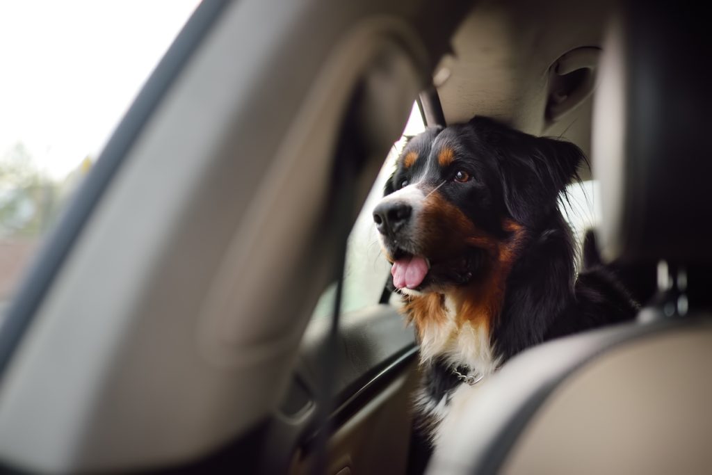 dog rides in the car