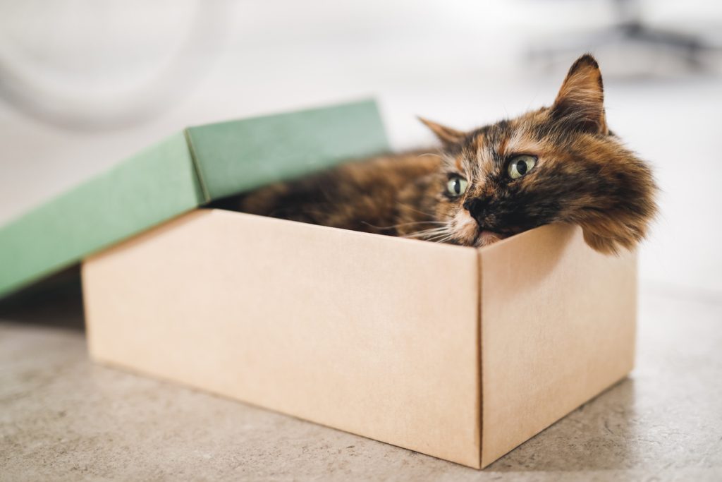 Cat in a box