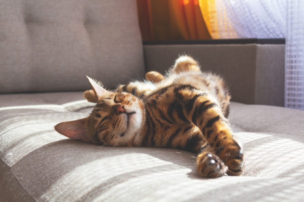 Bengal cat lying on sofa and smiling.