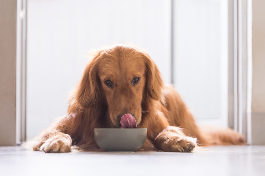 Do dogs enjoy their food Green Lane Farm Boarding Kennels