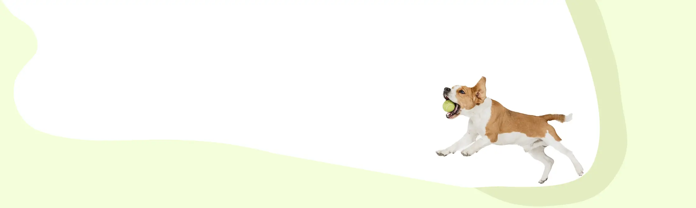 light green and white background with dog on