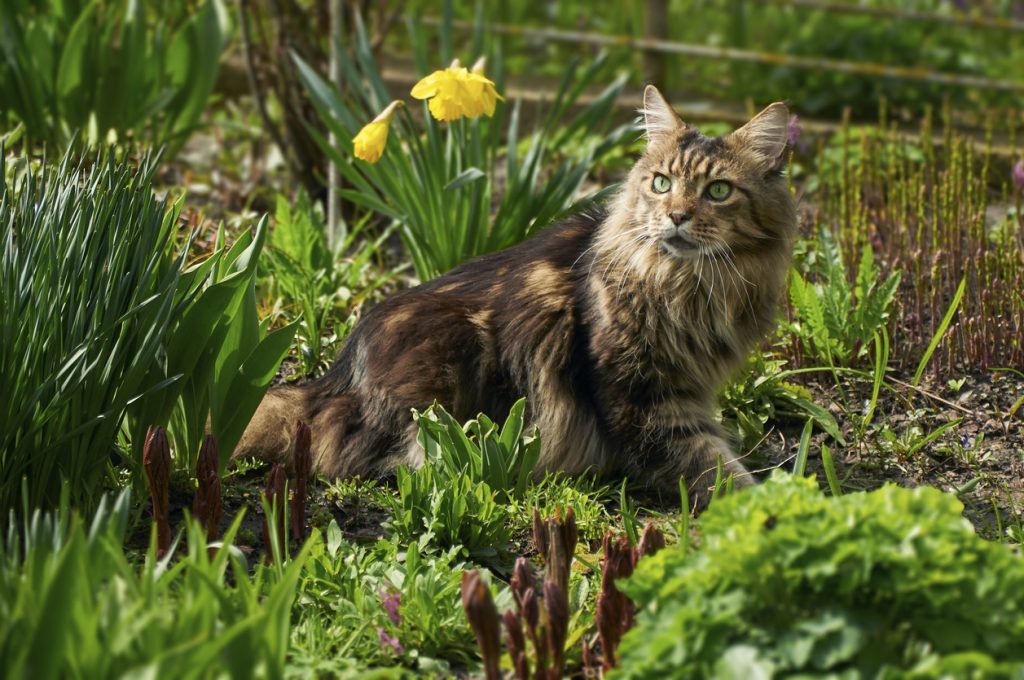 Beautiful brown striped Maine Coon breed cat lying near flowers in the spring garden