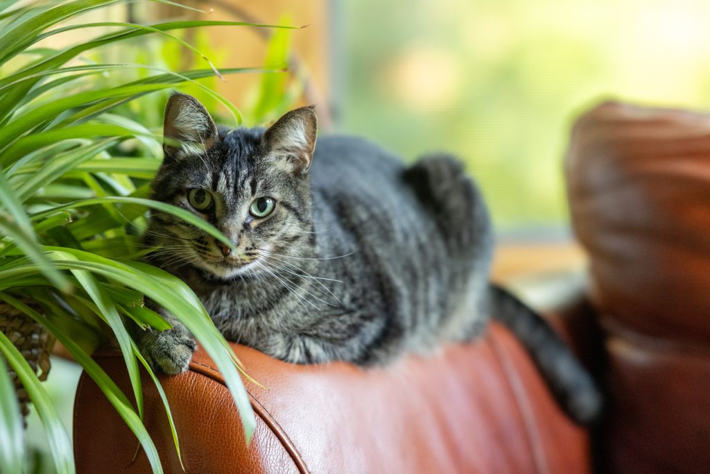 A tabby cat looking at the camera from beehind a spider plant