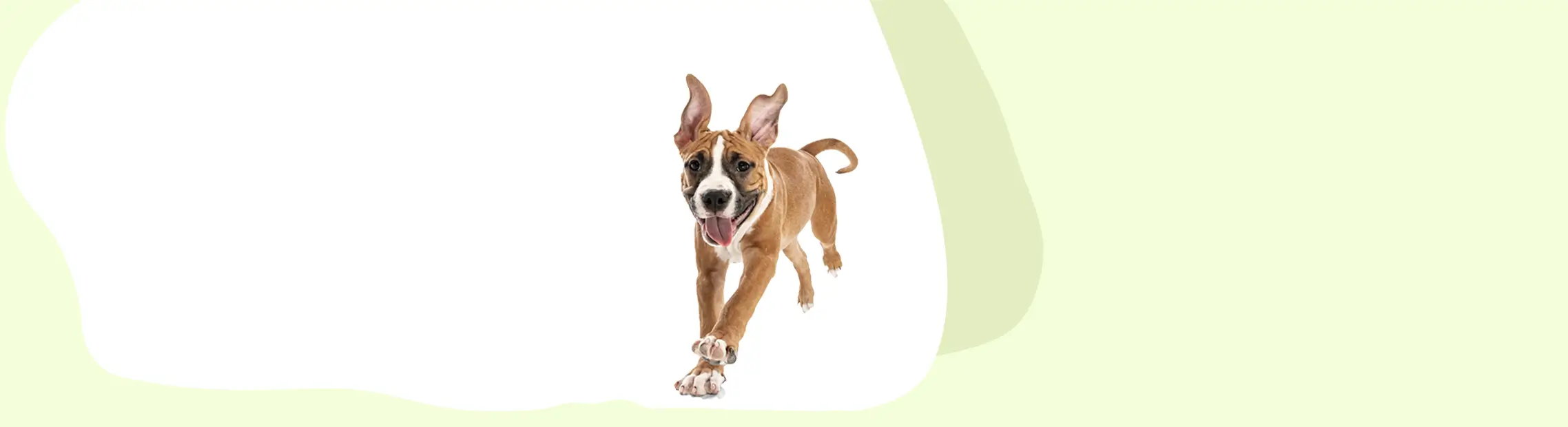 dog running on a light green and white background