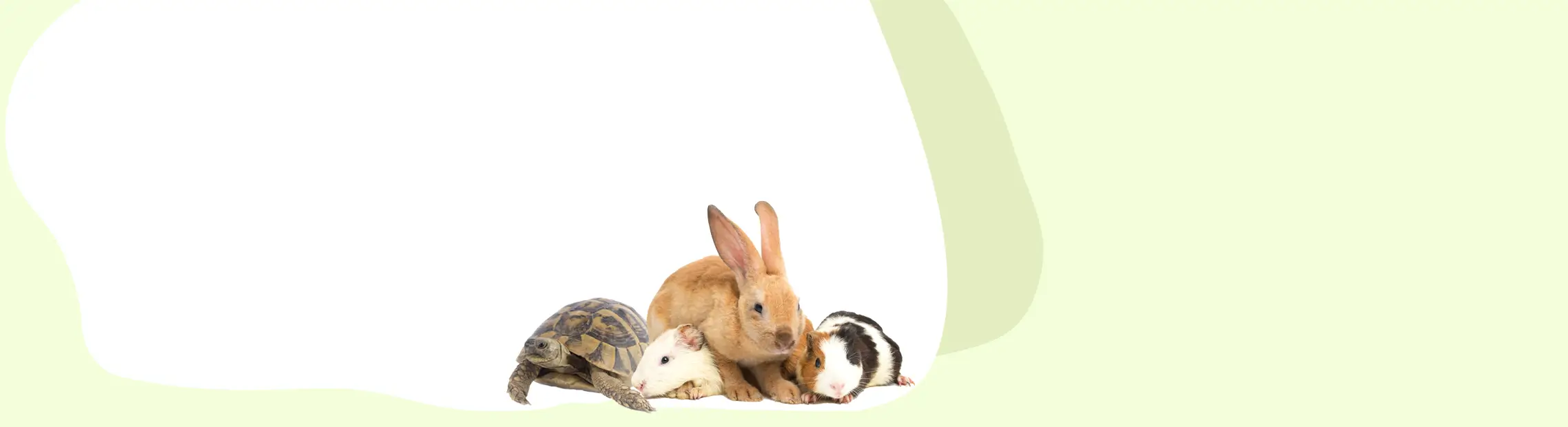 light green and white background with small animals in corner