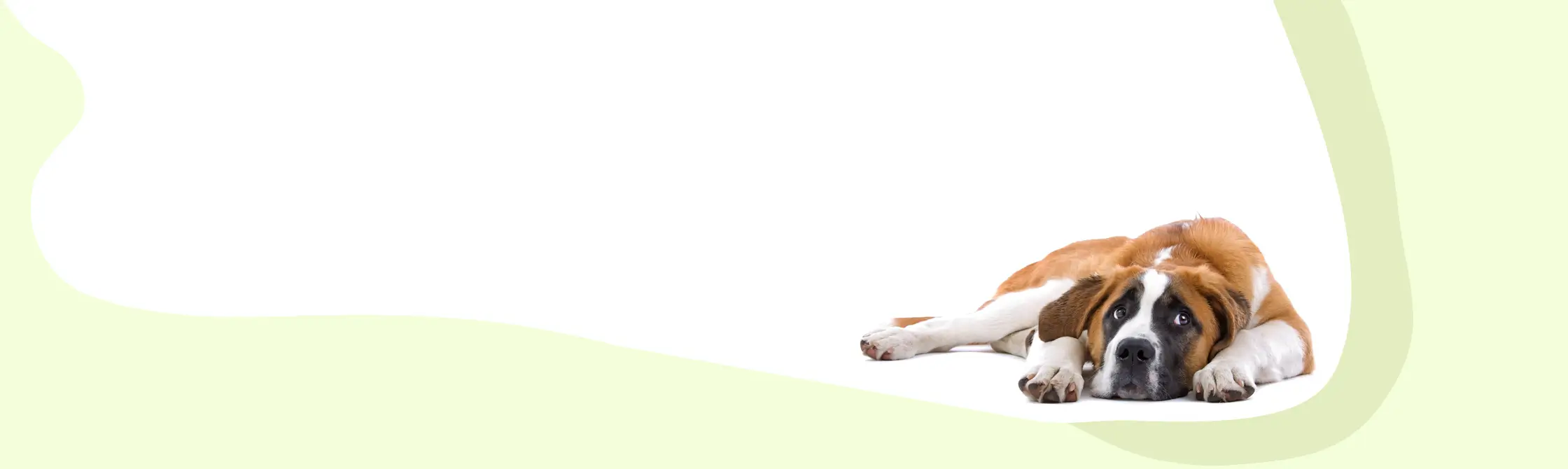 light green and white background with dog in corner