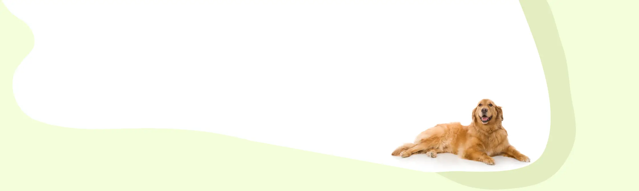 light green and white background with dog in corner