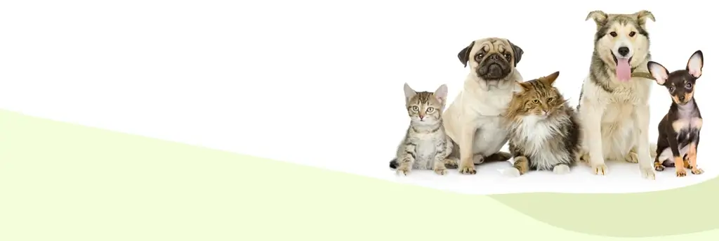 light green and white background with cats and dogs in corner