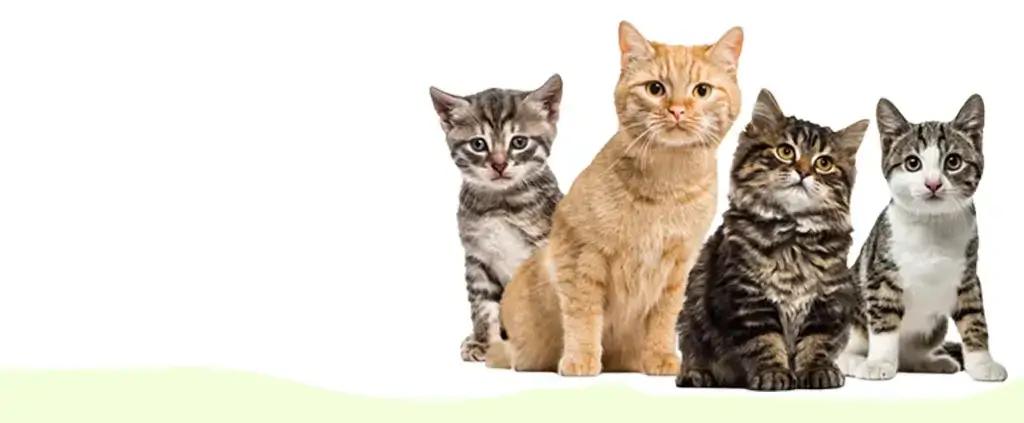 four cats on a white background