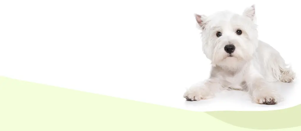 dog sitting in front of a white and green background