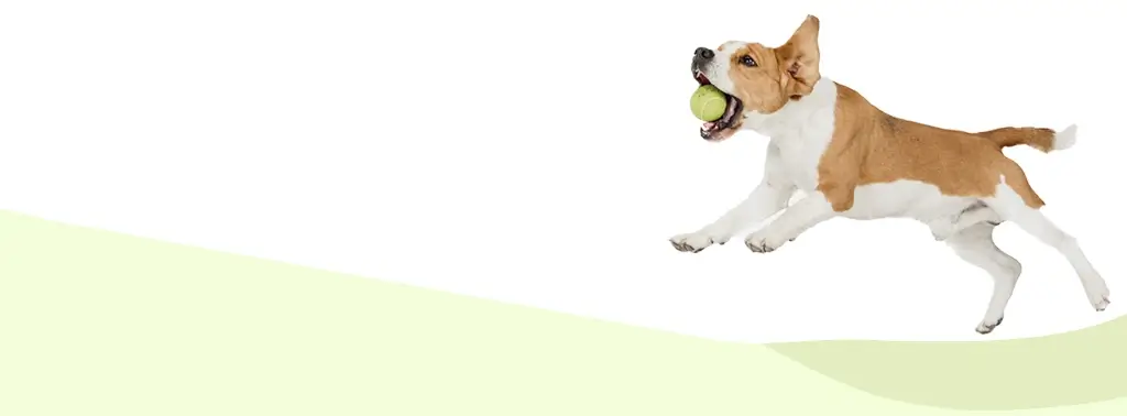 dog running in front of a white and green background