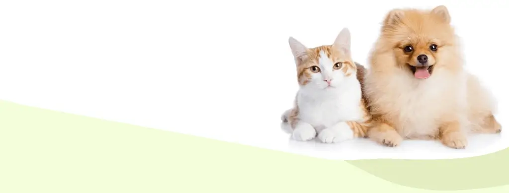 dog and cat sitting in front of a white and green background