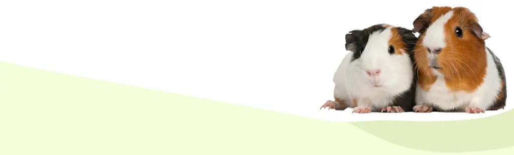 guinea pigs sitting in front of a white and green background