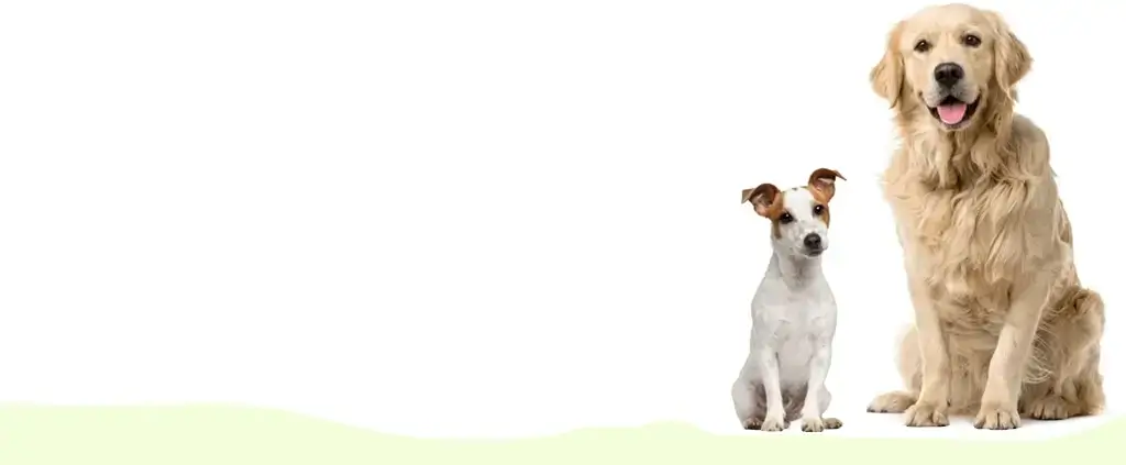 dogs sitting in front of a white and green background