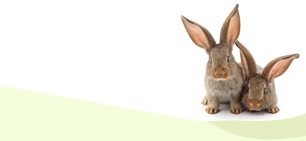 rabbits sitting in front of a white and green background