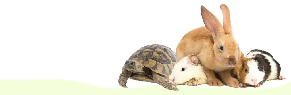 small pets sitting in front of a white and green background