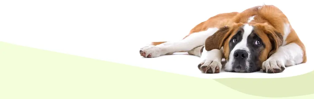 dog sitting in front of a white and green background