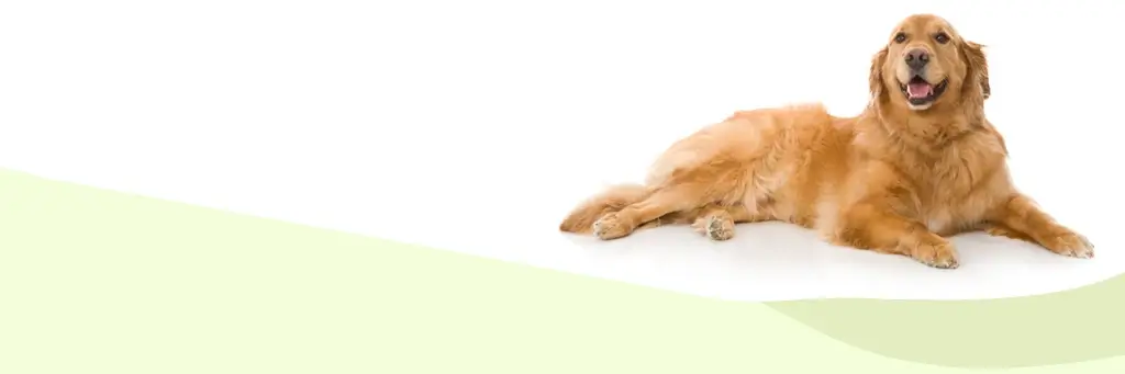 dog sitting in front of a white and green background