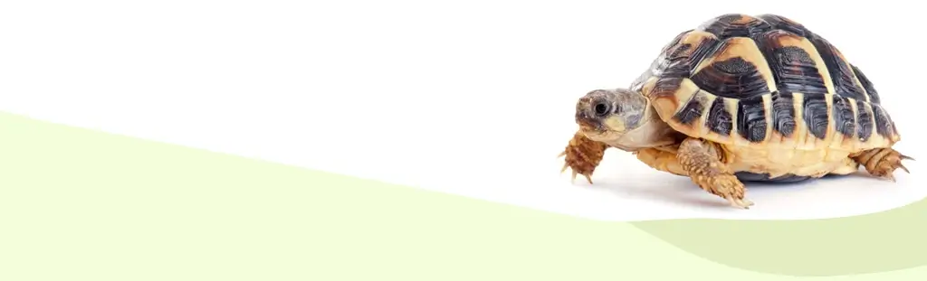 tortoise sitting in front of a white and green background