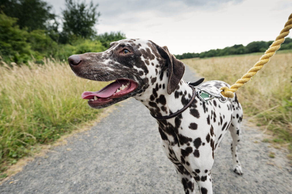 Close-up of female Dalmatian dog.