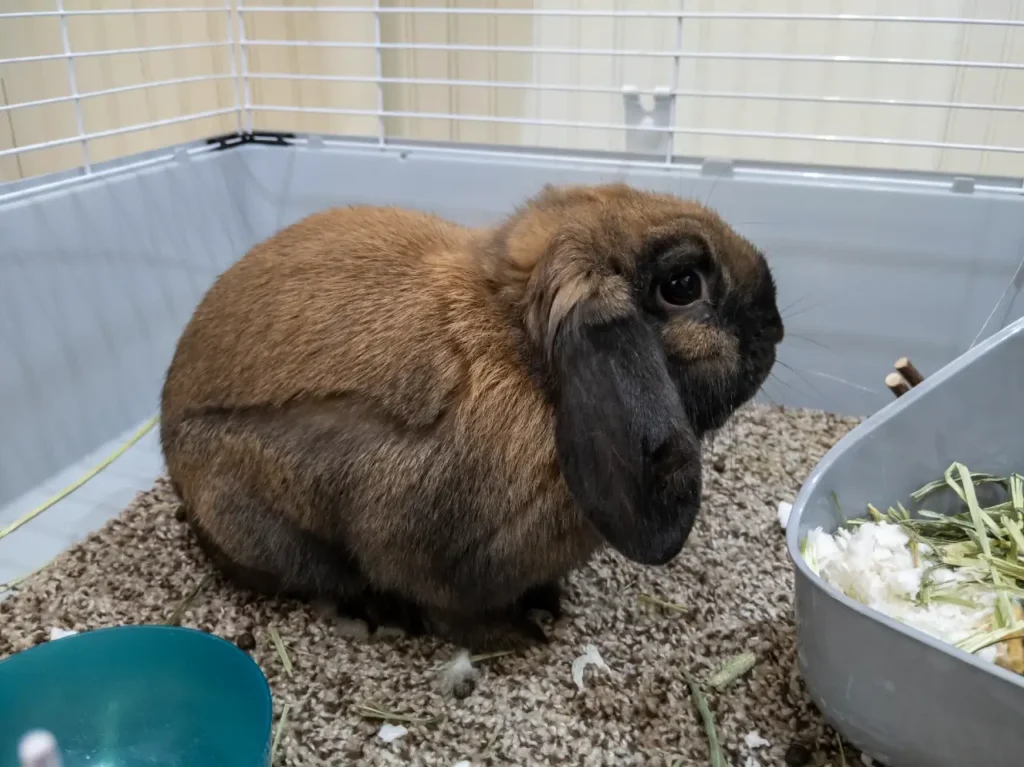 rabbit in hutch