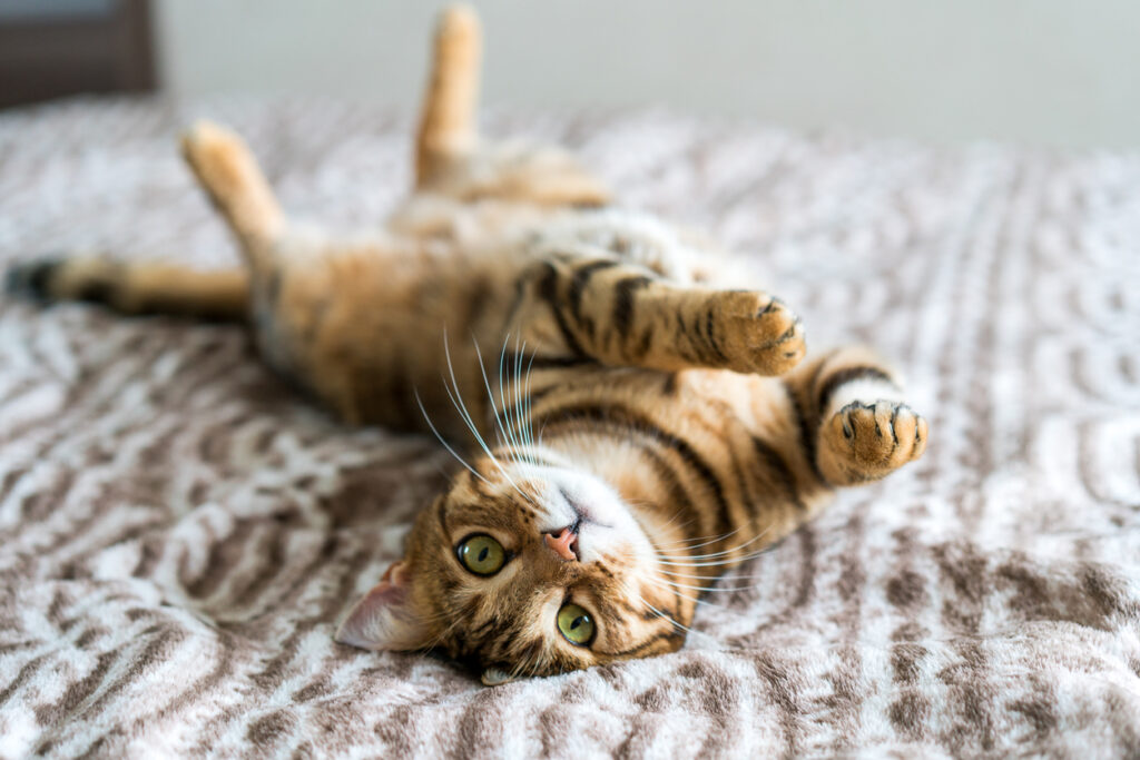 Cute bengal funny cat playing at home